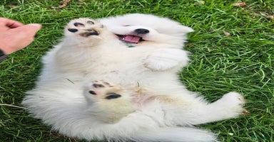 Samojeed honden - Advertentie 7