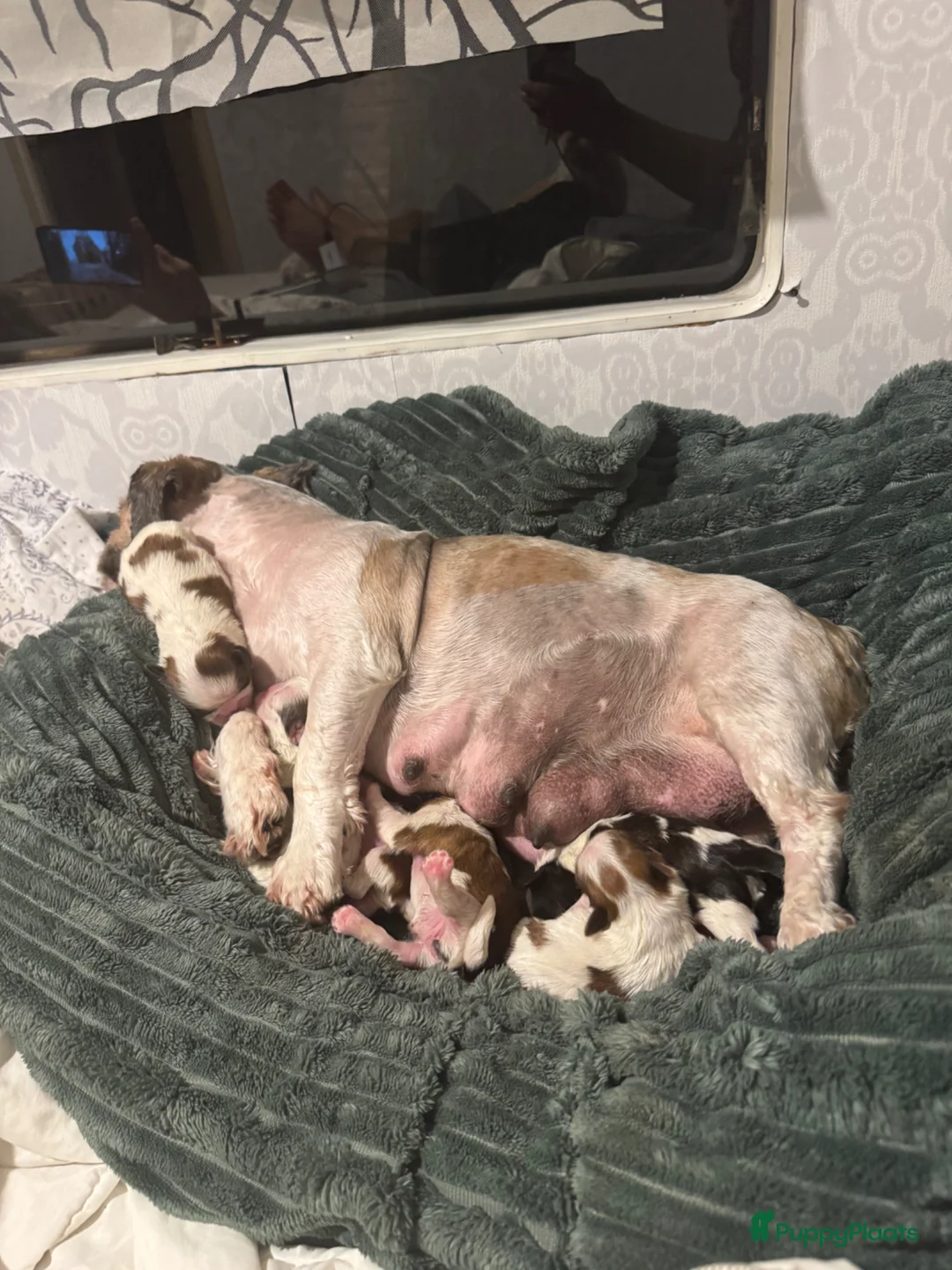 Shih Tzu honden te koop: raszuivere Shih Tzu-puppy's🐶 - Advertentie 14