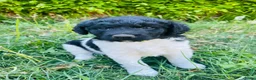 Friese Stabij honden te koop: Friese stabij pups - Advertentie 3