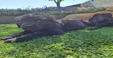 Kruising honden - Advertentie 15