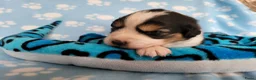 Australian Shepherd honden te koop: Australian Shepherd pupje met FCI stamboom - Advertentie 13