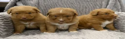 Nova Scotia Duck Tolling Retriever honden te koop: Nova Scotia Duck Tolling Retriever pups - Advertentie 19