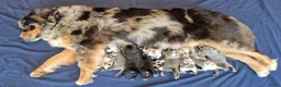 Kruising honden te koop: Australian shepherd x berner sennen (1/4) pups - Advertentie 3