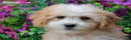 Maltipoo honden te koop: Lieve Maltipoo pups - Advertentie 22