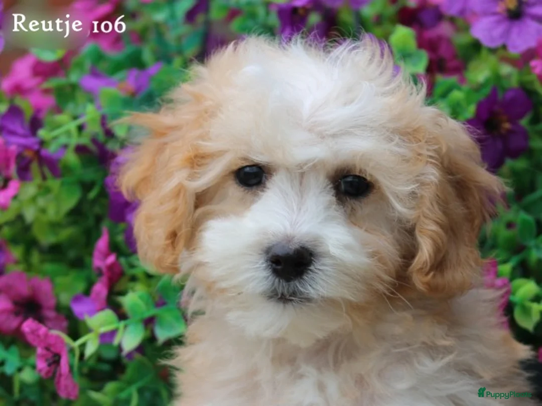 Maltipoo honden te koop: Lieve Maltipoo pups - Advertentie 22