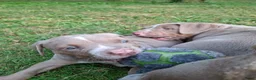Amerikaanse Bully honden te koop: American Bully XL - Advertentie 10