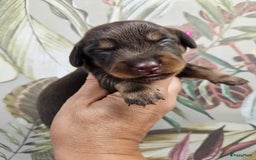 Teckel (korthaar)  honden te koop: De allermooiste dwergteckel pupjes!! - Afbeelding 7