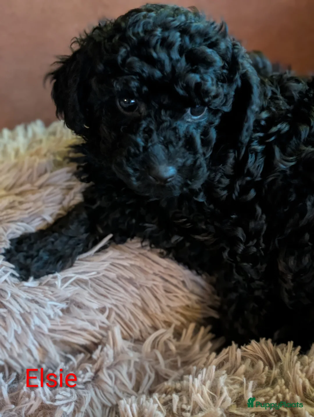 Poedel Toy honden te koop: Toypoedel puppies  - Advertentie 18