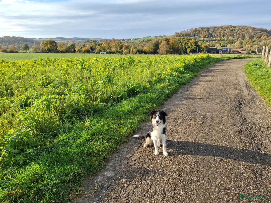 Kruising honden te koop: Bordecolie australian shepherd  - Advertentie 2