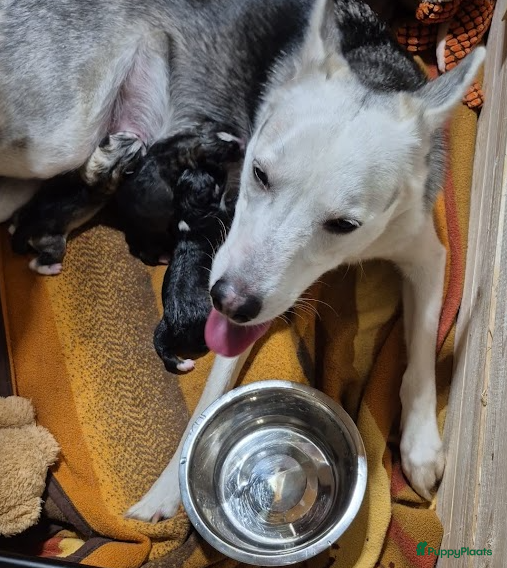 Siberische Husky honden Prachtige Husky pups - Advertentie 2