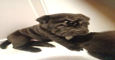 Shar Pei honden - Advertentie 13