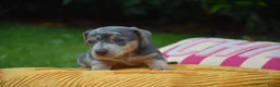 Jack Russel Terriër honden te koop: lieve pups zoeken een nieuw huisje - Advertentie 32