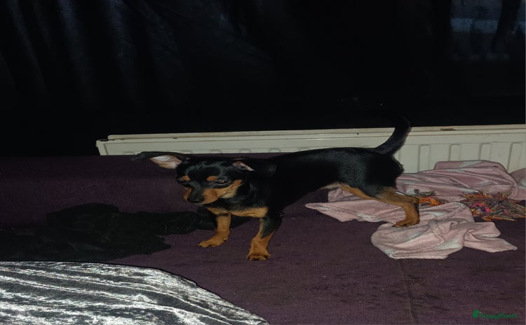 Dwergpinscher honden - Advertentie 2