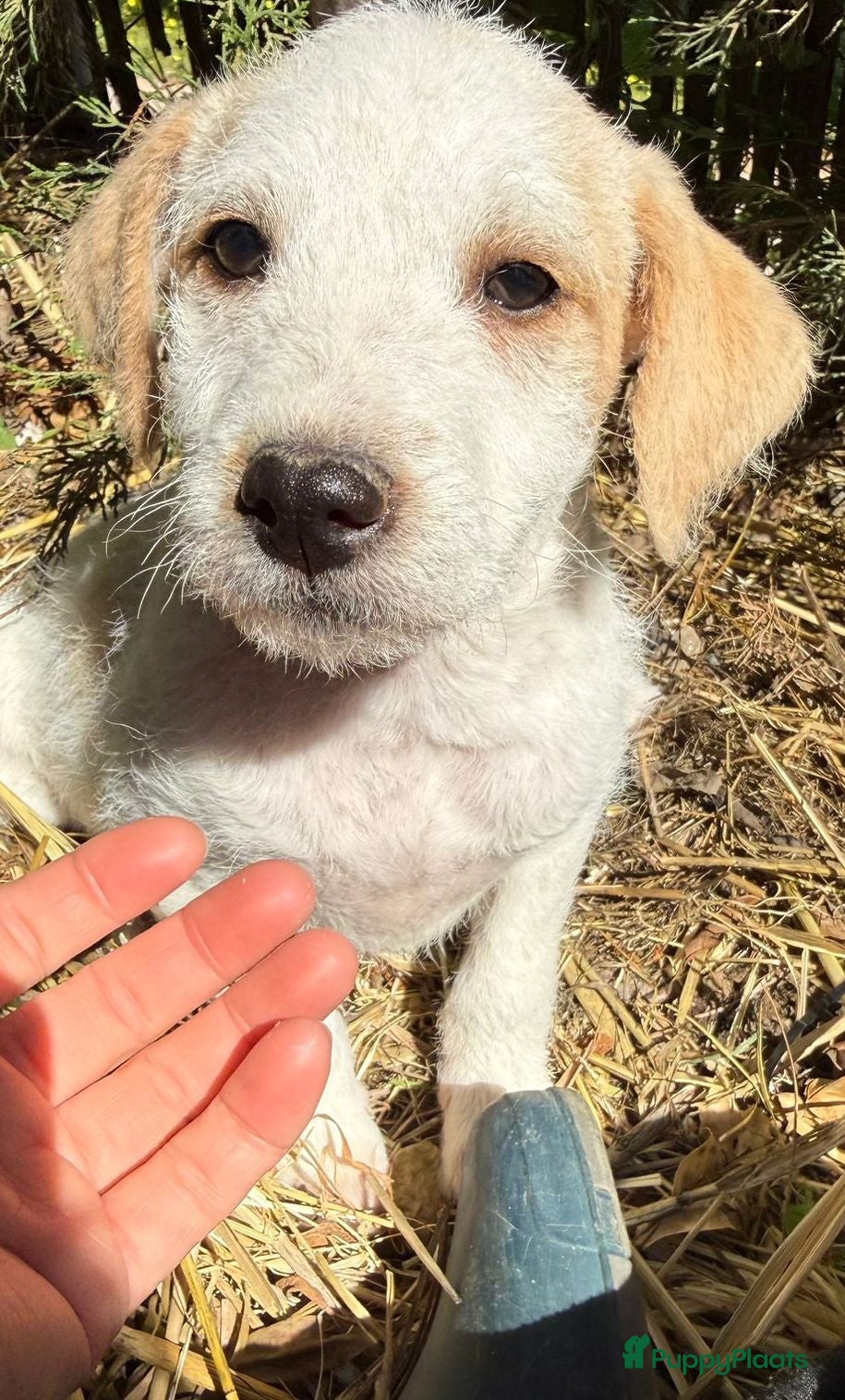 Kruising honden Deze meid Gabie zoekt een vriendje voor het leven  - Advertentie 5