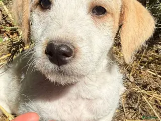Kruising honden Deze meid Gabie zoekt een vriendje voor het leven - Advertentie 5