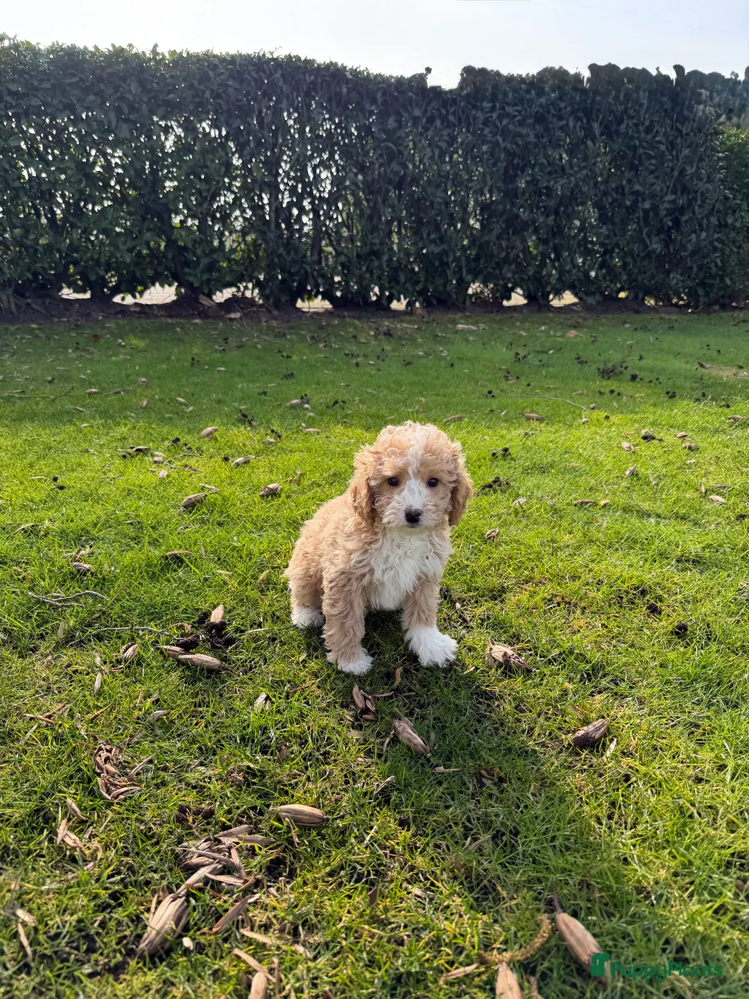Labradoodle honden te koop: Mini Doodle (Poedel x Mini Labradoodle) pups - Advertentie 2