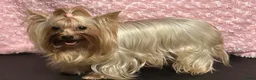 Biewer Terrier honden te koop: Classic Yorkshire teefje - Advertentie 4