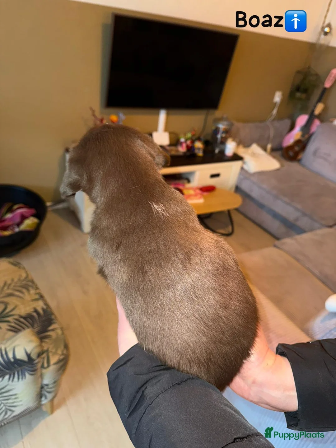 Kruising honden te koop: Lieve friese stabij x Labrador pups te koop - Advertentie 8