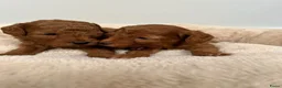 Poedel Toy honden te koop: Vrolijke rode Toy Poedel pups. - Advertentie 4