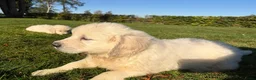 Golden Retriever honden te koop: Prachtig nestje Golden Retrievers aangeboden - Advertentie 10