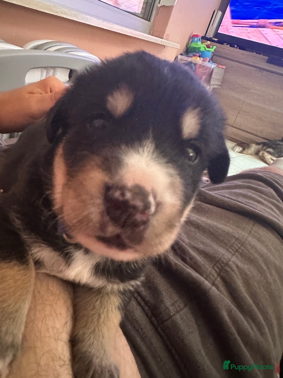 Kruising honden te koop: Super lieve bernsky puppy’s - Afbeelding 8