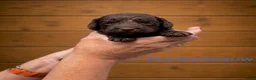 Labradoodle honden te koop: Labradoodle pups  - Advertentie 8