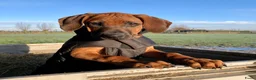 Rhodesian Ridgeback honden te koop: Rhodesian ridgeback pups verwacht eind juli in Eede - Advertentie 5
