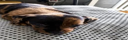 Teckel (korthaar)  honden te koop: Dwerg teckel pups Klaar voor hun nieuwe 4ever home - Advertentie 3