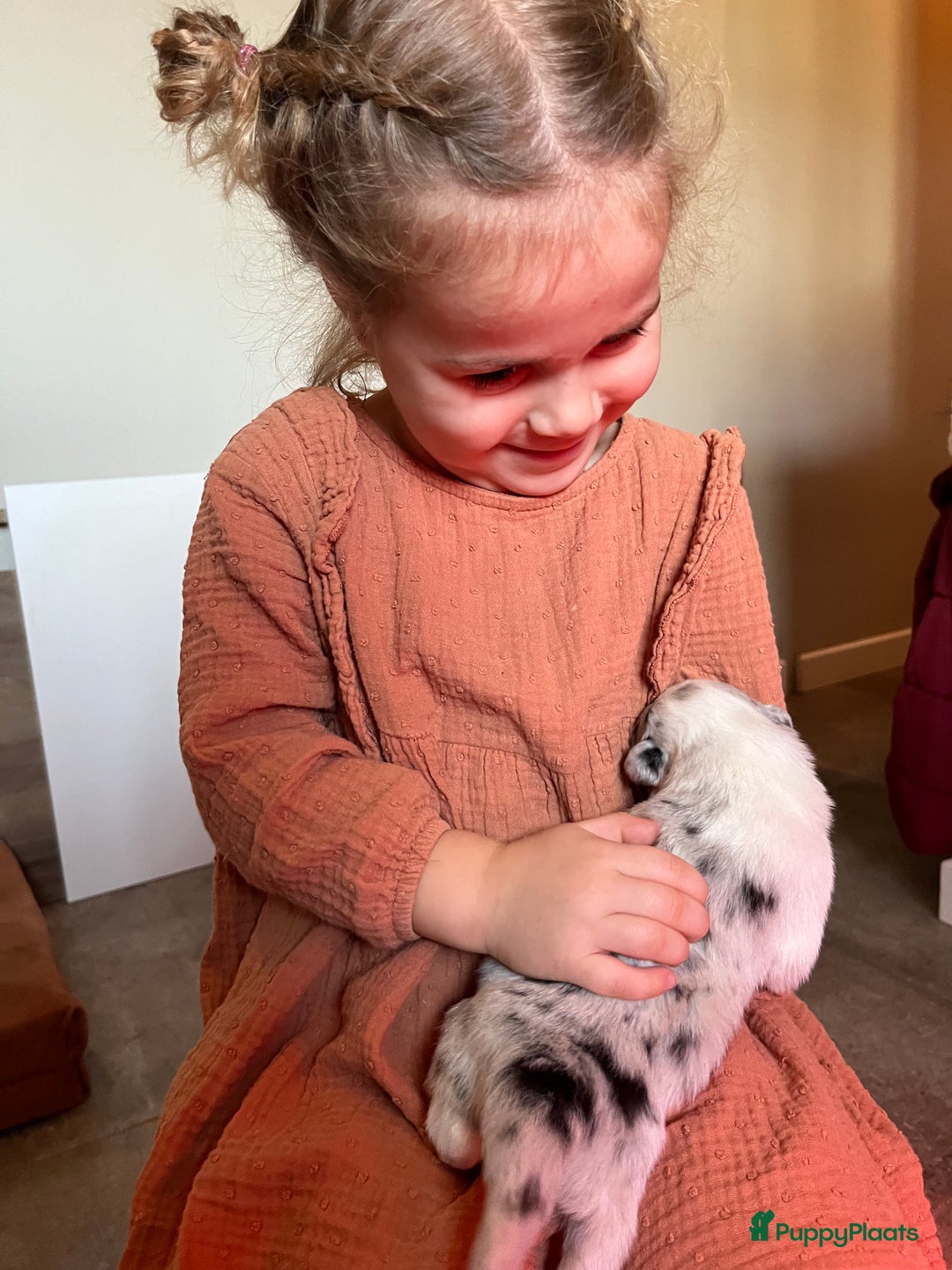 Australian Shepherd honden te koop: Australian shepherd pups - Advertentie 5