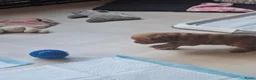 Kruising honden te koop: Cockapoo x Australian labradoodle - Advertentie 11