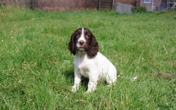 Engelse Springer Spaniel honden te koop: Lieve Engelse springer spaniel puppy's in Gameren - Afbeelding 8