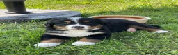 Berner Sennenhond honden te koop: Prachtige Raszuivere Berner Sennen pups te koop in Voorthuizen - Advertentie 5