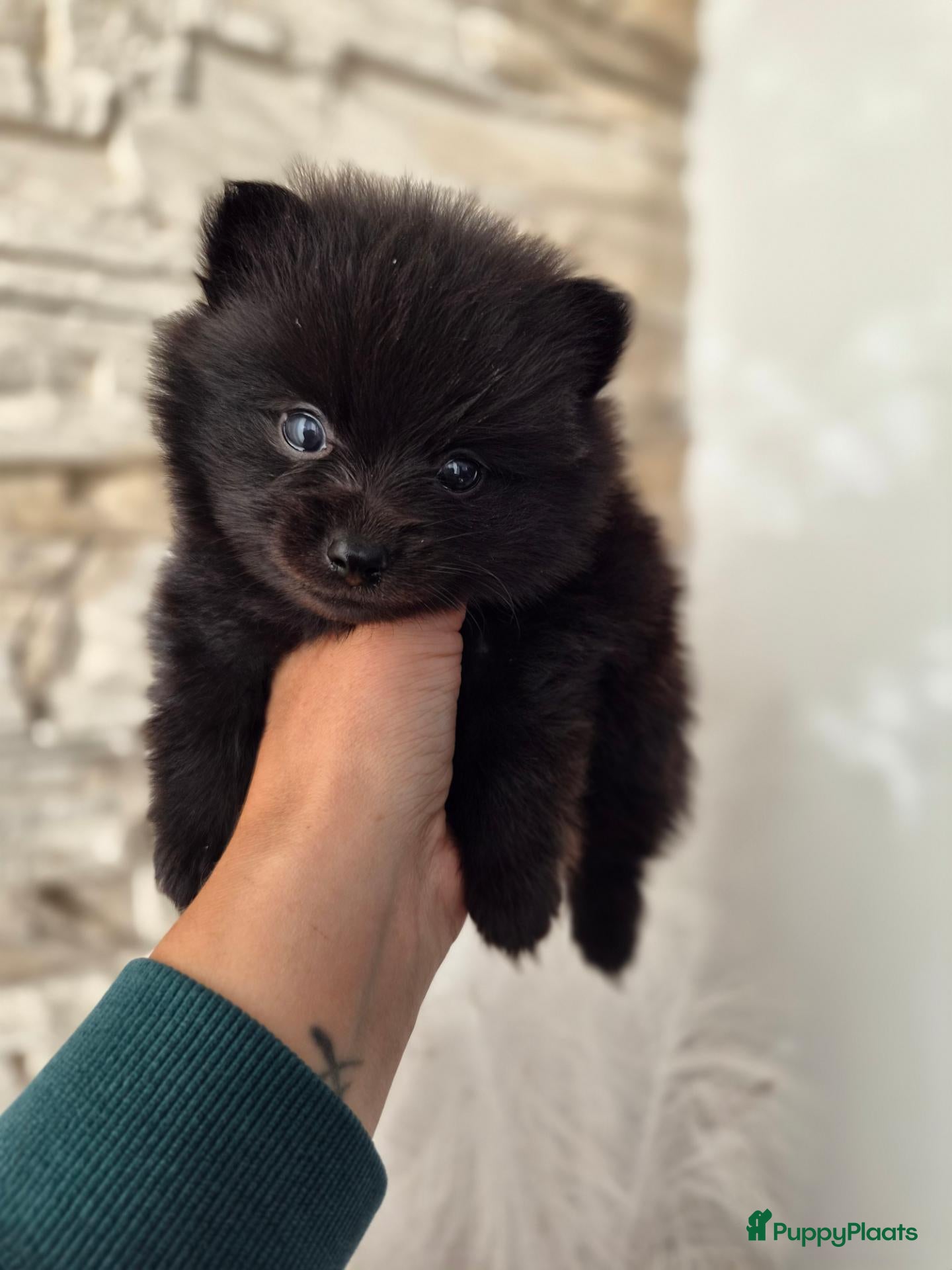 Pomeriaan honden Prachtige dwergkees/pomeranian pups - Advertentie 1