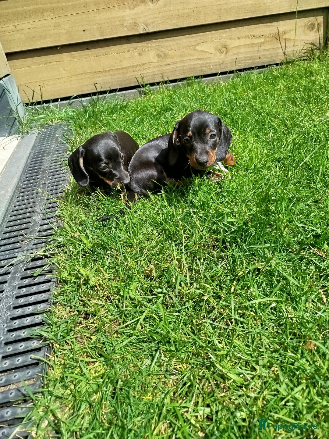 Teckel (korthaar)  honden te koop: Kortharige dwerg teckel  in Kesteren - Afbeelding 7