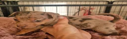 Jack Russel Terriër honden te koop: Mini merle jackrussels in Zwartewaal - Advertentie 29
