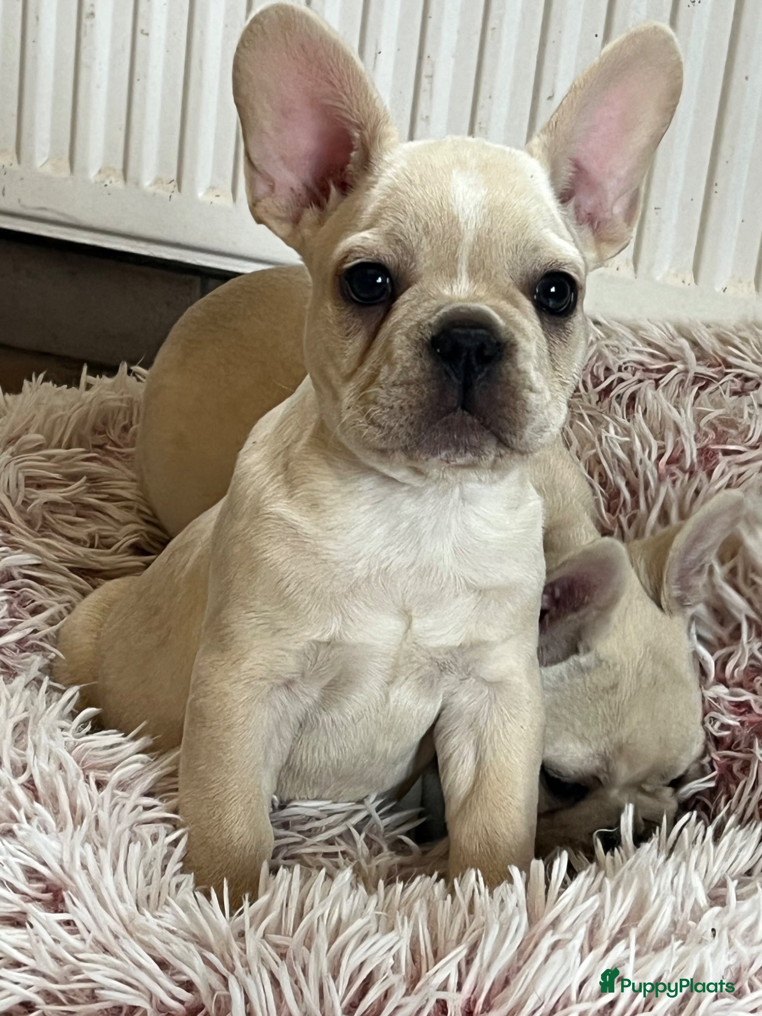 Franse Bulldog honden te koop: Franse Bulldog pups België  - Advertentie 2
