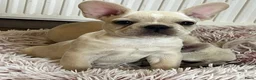 Franse Bulldog honden te koop: Franse Bulldog pups België  - Advertentie 1