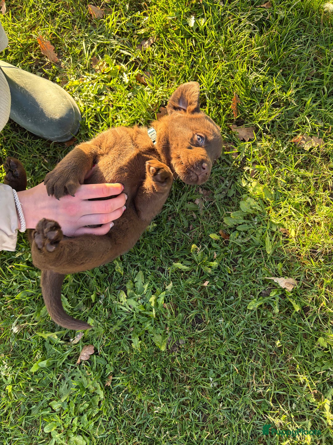 Labrador Retriever honden te koop: Nog 1 Lievebruine labrador pup te koop - Advertentie 2