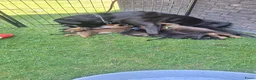 Kruising honden te koop: Unieke leuke kruising boxador x boxer pups - Advertentie 2