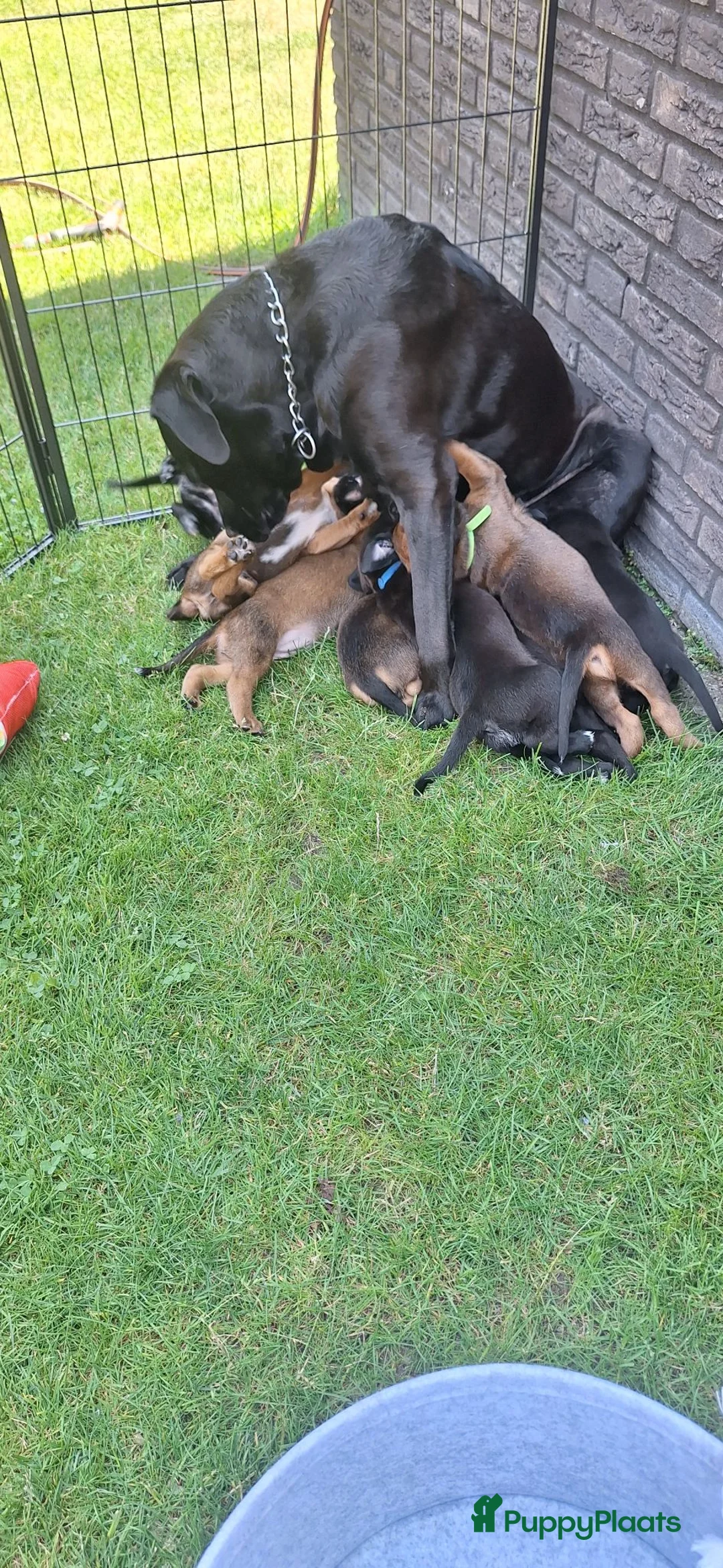 Kruising honden te koop: Unieke leuke kruising boxador x boxer pups - Advertentie 2