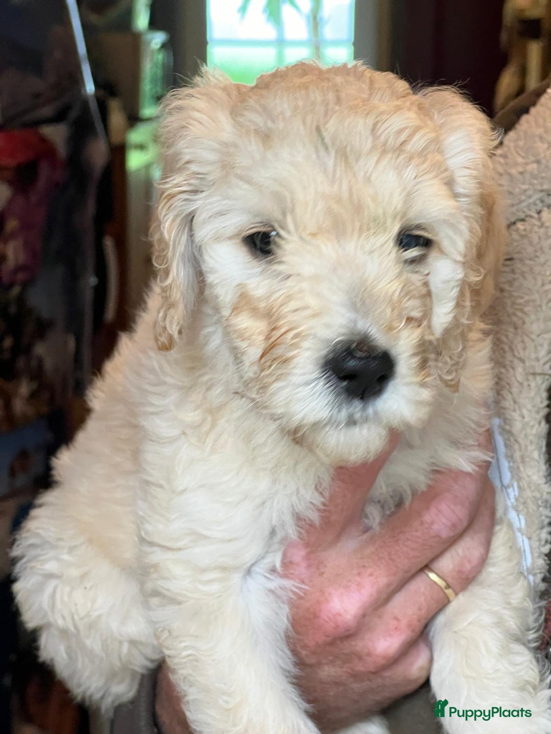 Labradoodle honden te koop: Labradoodle F4 pups te koop! 🐶 in Balkbrug - Afbeelding 12