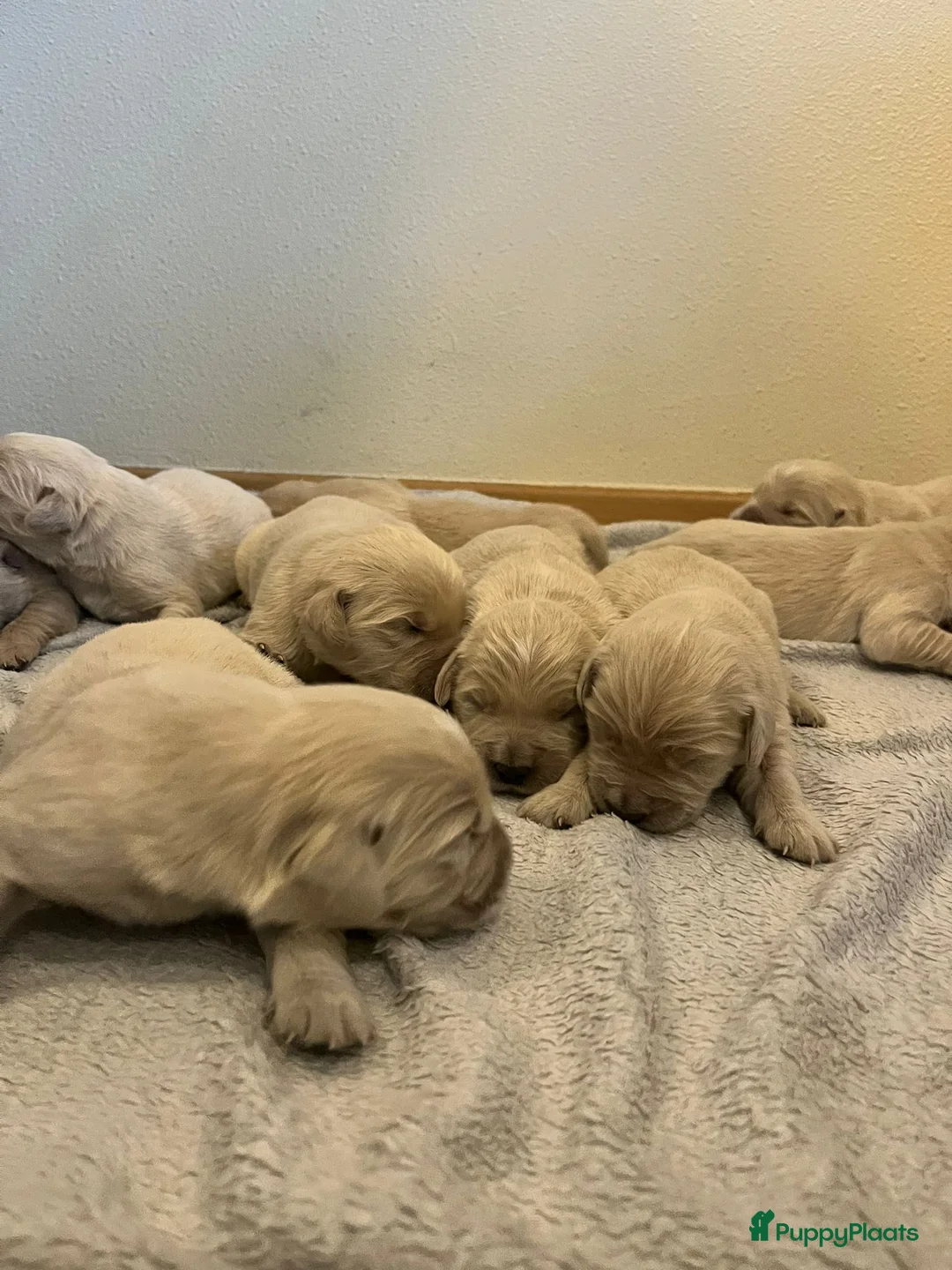 Golden Retriever honden te koop: Golden Retriever pups - Advertentie 7