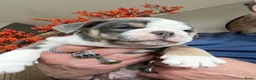 Old English Bulldog honden te koop: Prachtige Bulldog puppies - Advertentie 37