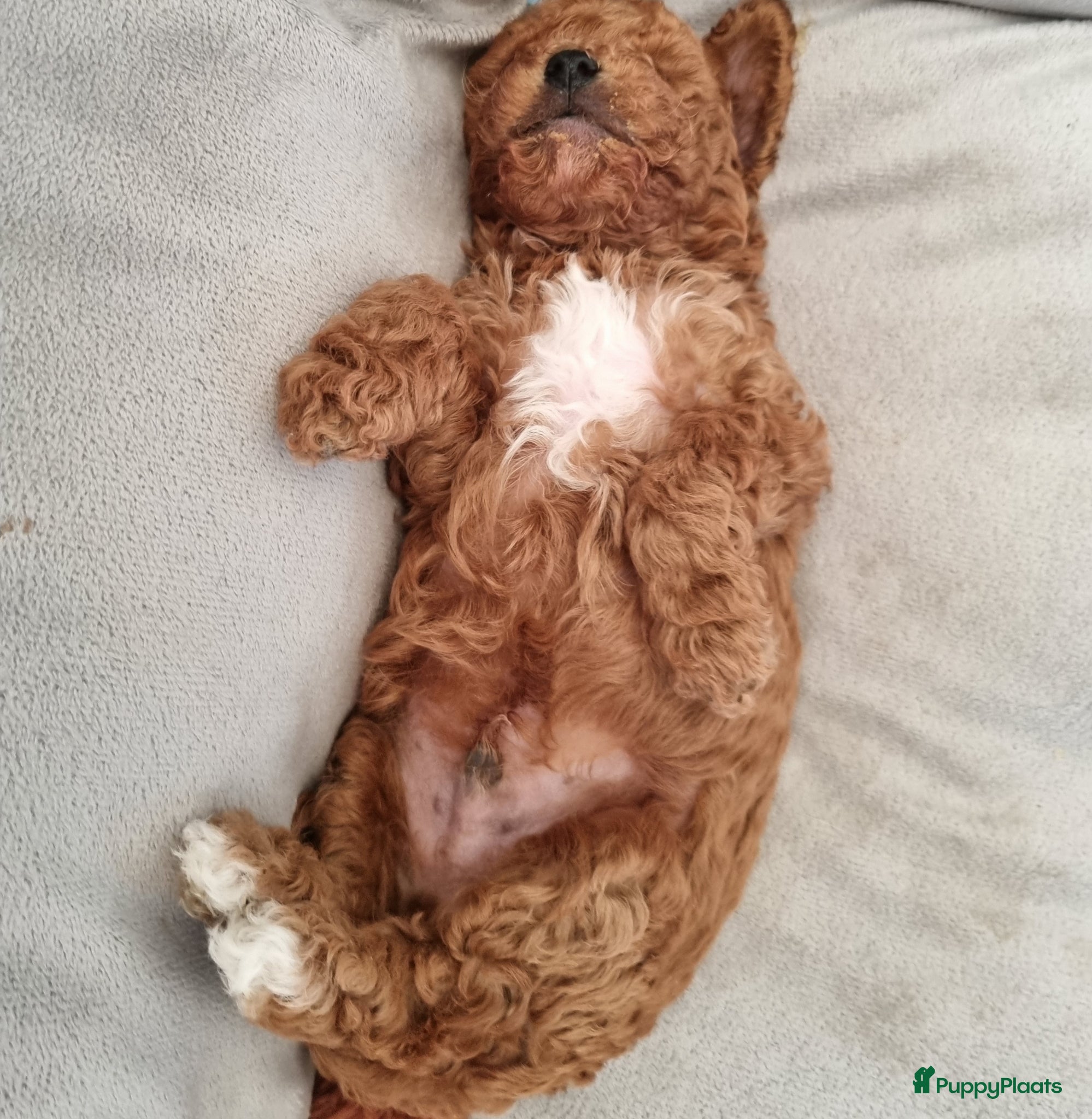 Poedel Toy honden Toy poedel pups - Advertentie 2