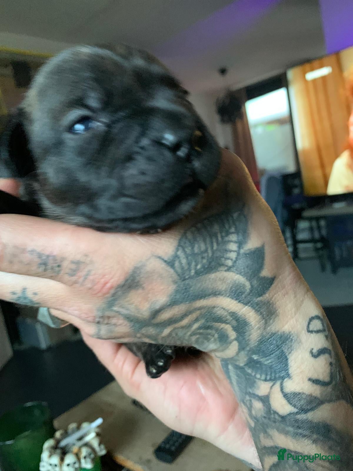 Kruising honden te koop: Mooie kruising fransebull / Americanbull - Advertentie 6
