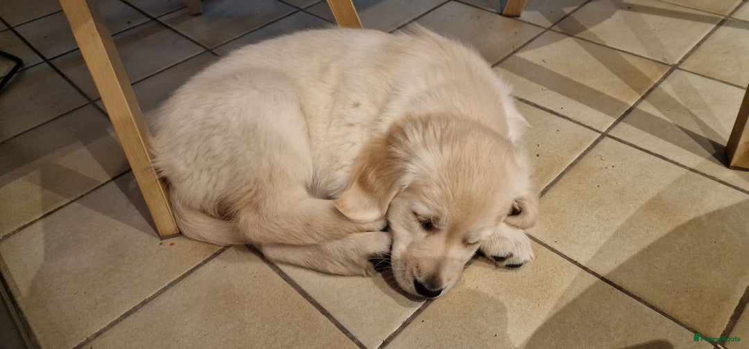 Golden Retriever honden te koop: golden retriever pup - Advertentie 2