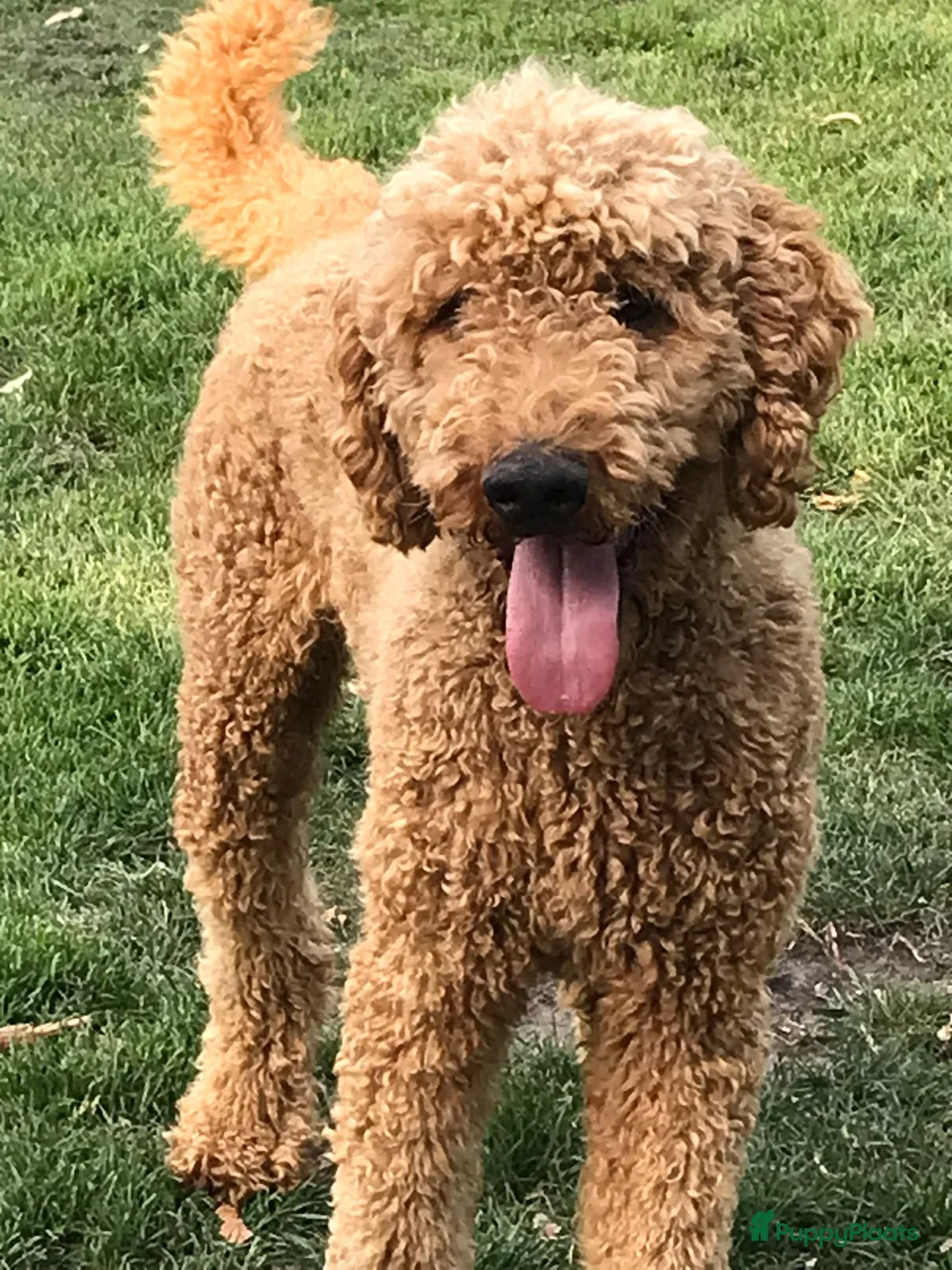 Poedel honden ter dekking: Staat ter dekking: Koningspoedel in Ospel - Advertentie 3