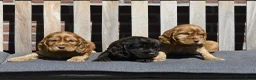 Engelse Cocker Spaniel honden te koop: Speelse Engelse Cocker Spaniel pups - Advertentie 11