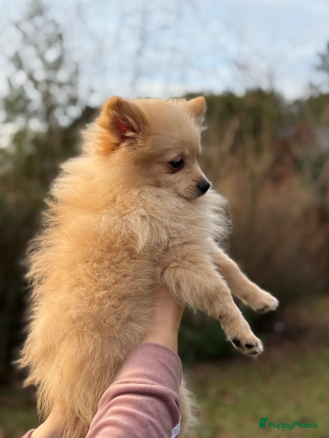 Pomeriaan honden te koop: drie pluizige baby's - Advertentie 20