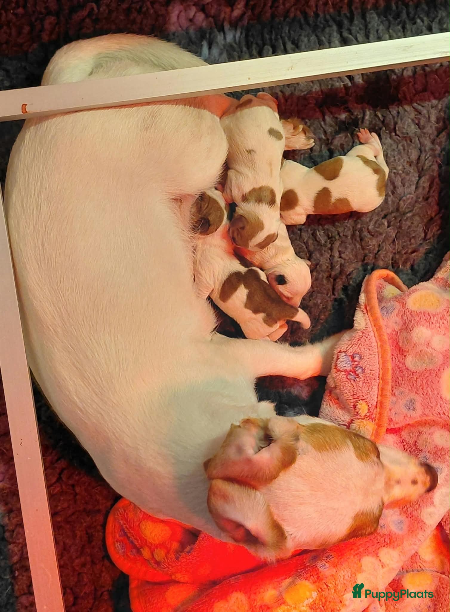 Jack Russel Terriër honden Jack Russell pups – 2 reutjes & 2 teefjes - Advertentie 2